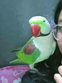 Lost Alexandrine