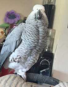 Lost African Grey