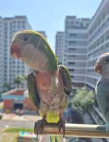 Lost Quaker / Monk