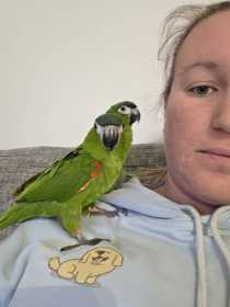Lost Macaw