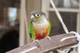 Lost Conure