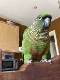 Lost Conure