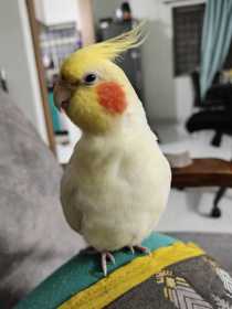 Lost Cockatiel