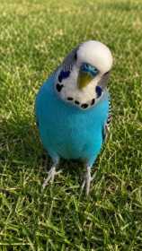 Lost Budgerigar