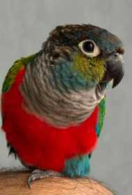 Lost Conure