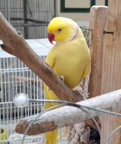 Lost Indian Ringneck Parakeet