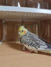 Lost Cockatiel