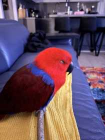 Lost Eclectus