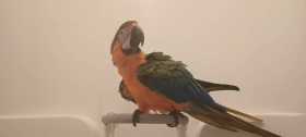 Lost Macaw
