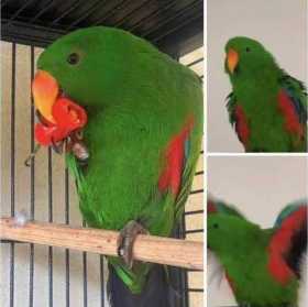 Lost Eclectus