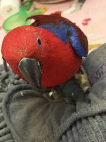Lost Eclectus