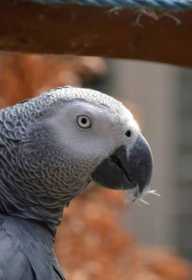 Lost African Grey