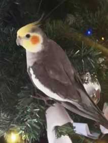 Lost Cockatiel