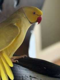 Lost Indian Ringneck Parakeet