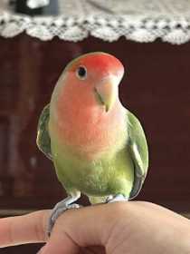 Lost Lovebird