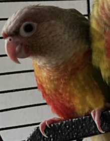 Lost Conure
