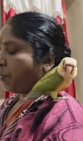 Lost Conure