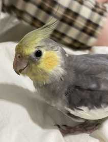 Lost Cockatiel