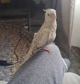 Lost Cockatiel
