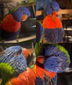 Lost Lory / Lorikeet