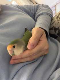 Lost Lovebird