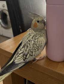 Lost Cockatiel