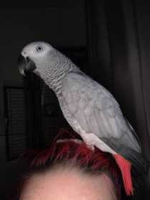 Lost African Grey