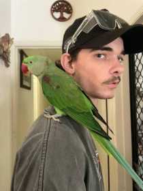 Lost Alexandrine