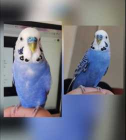 Lost Budgerigar