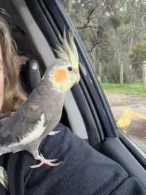 Lost Cockatiel