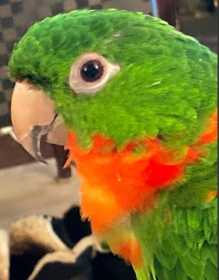 Lost Conure