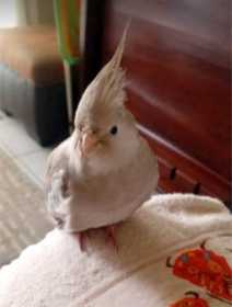 Lost Cockatiel