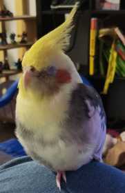 Lost Cockatiel