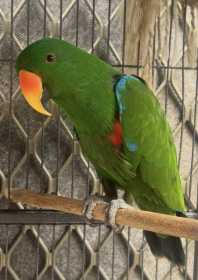 Lost Eclectus