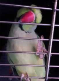 Lost Indian Ringneck Parakeet
