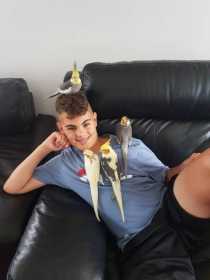 Lost Cockatiel
