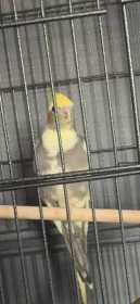 Lost Cockatiel