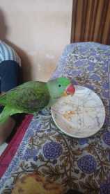 Lost Alexandrine