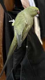 Lost Indian Ringneck Parakeet