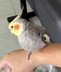 Lost Cockatiel