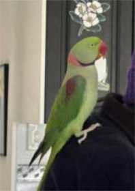 Lost Alexandrine