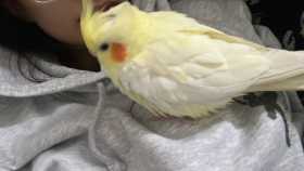 Lost Cockatiel