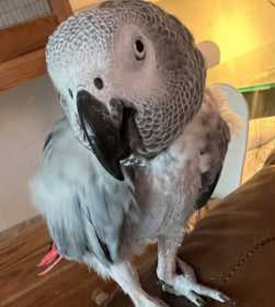 Lost African Grey