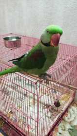 Lost Indian Ringneck Parakeet