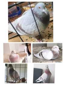 Lost Pigeon