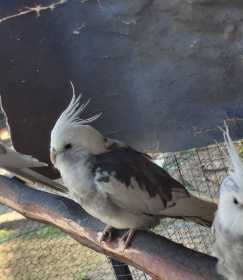 Lost Cockatiel