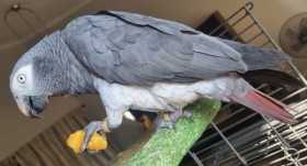 Lost African Grey