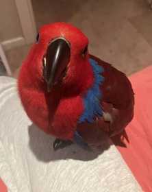 Lost Eclectus