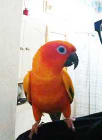 Lost Conure