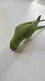 Lost Indian Ringneck Parakeet